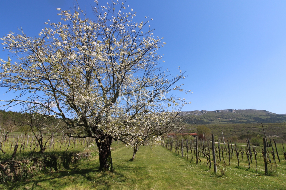 Istria - Buzet, casa con terreno di 20000 m2