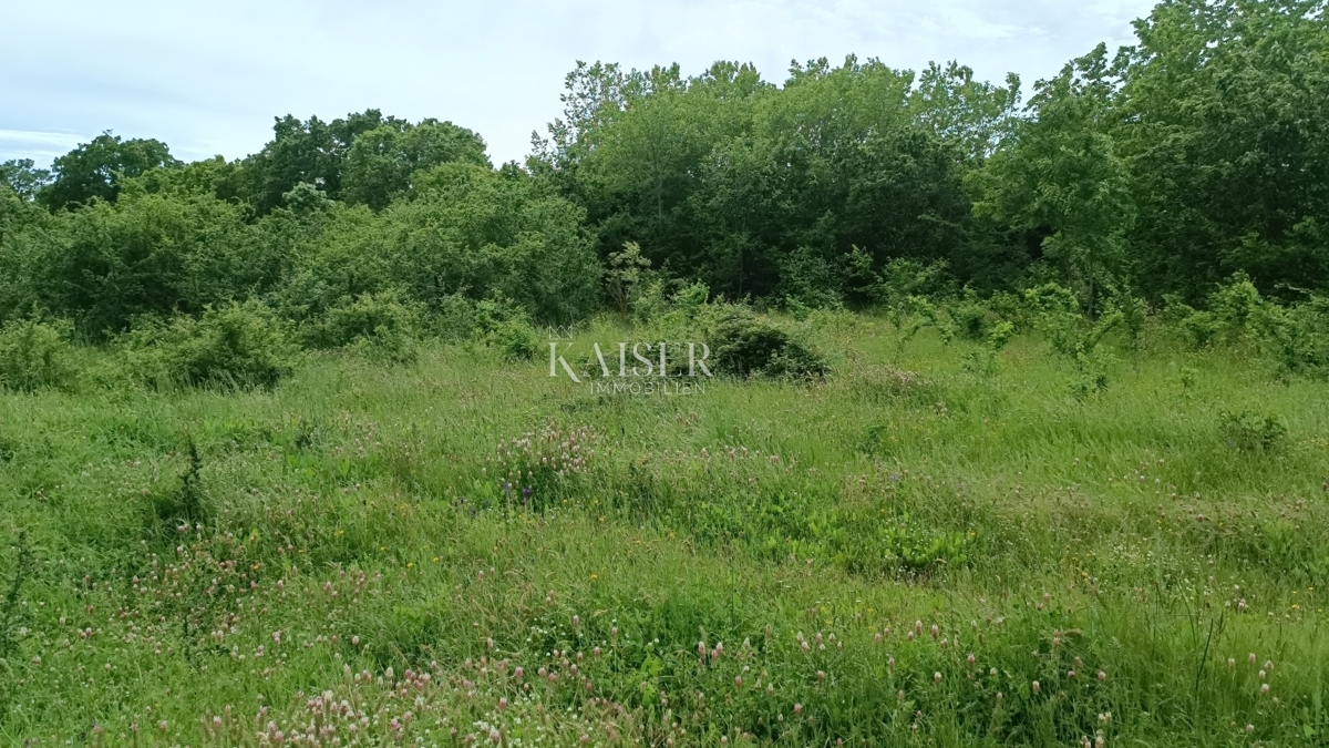 Istria - Barban - terreno edificabile, 970 m2