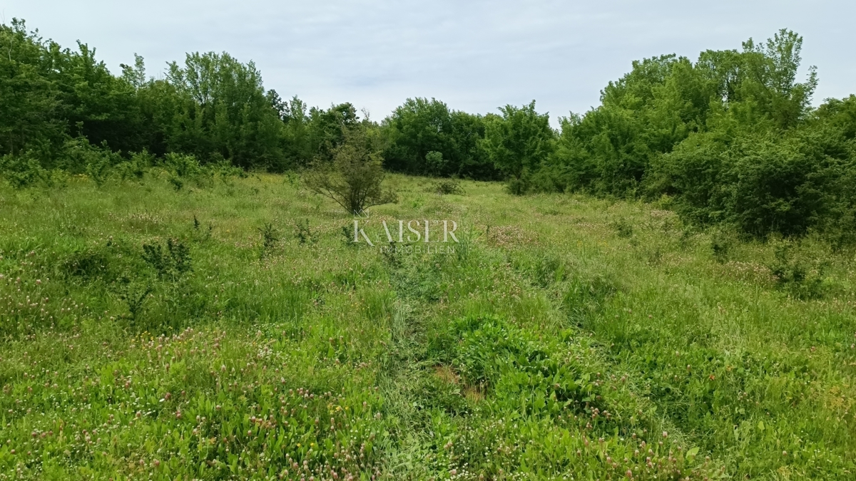 Istria - Barban - terreno edificabile, 970 m2