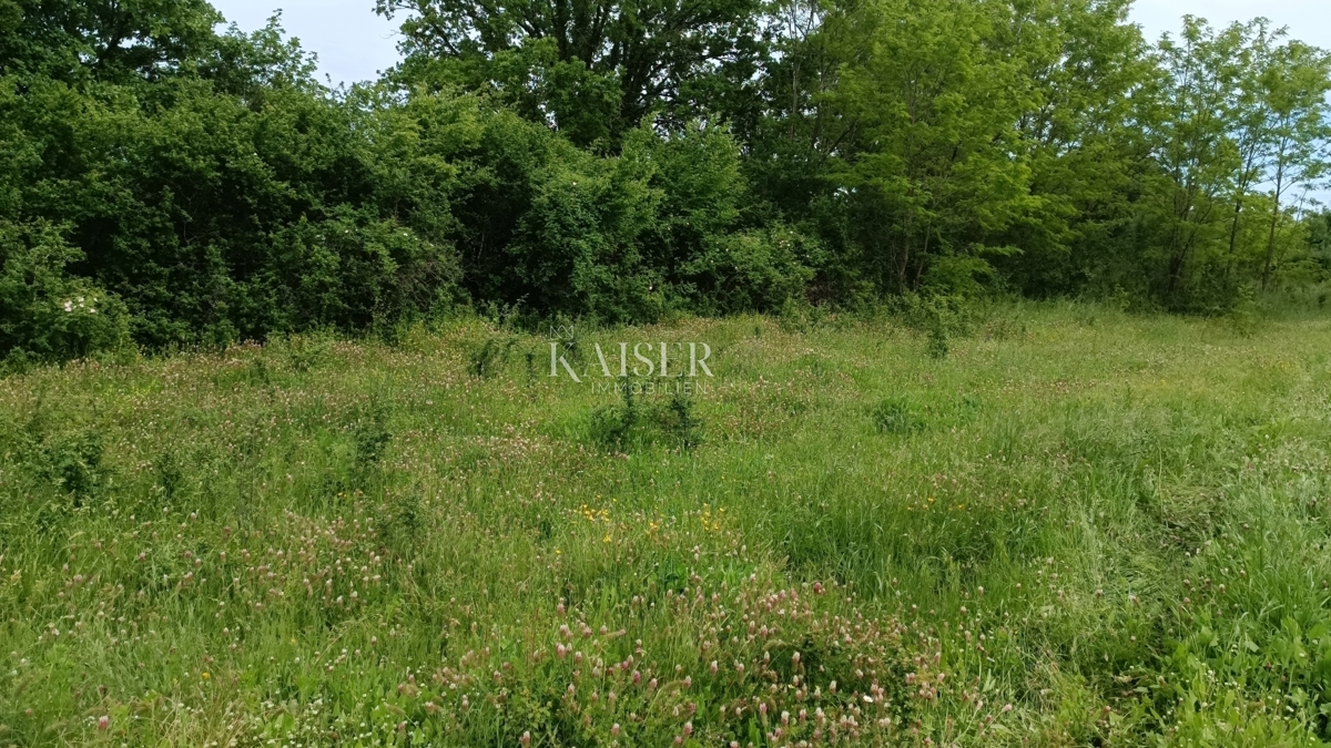 Istria - Barban - terreno edificabile, 970 m2