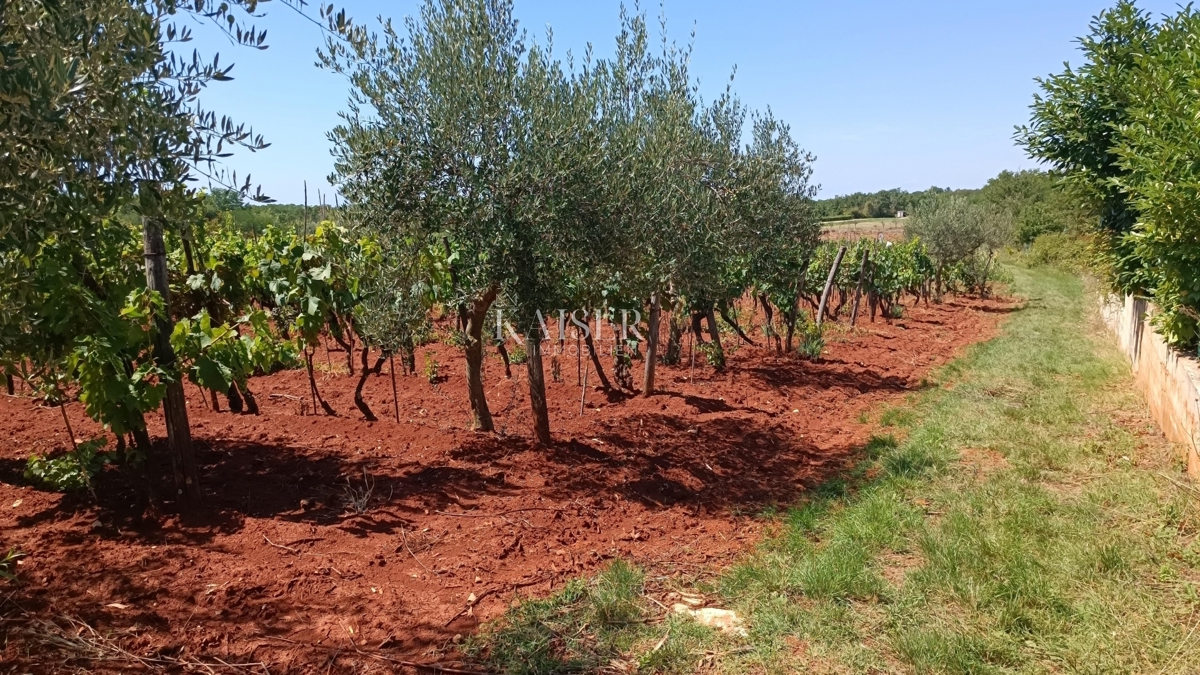 Istria - Baderna - terreno agricolo, 4510 m2