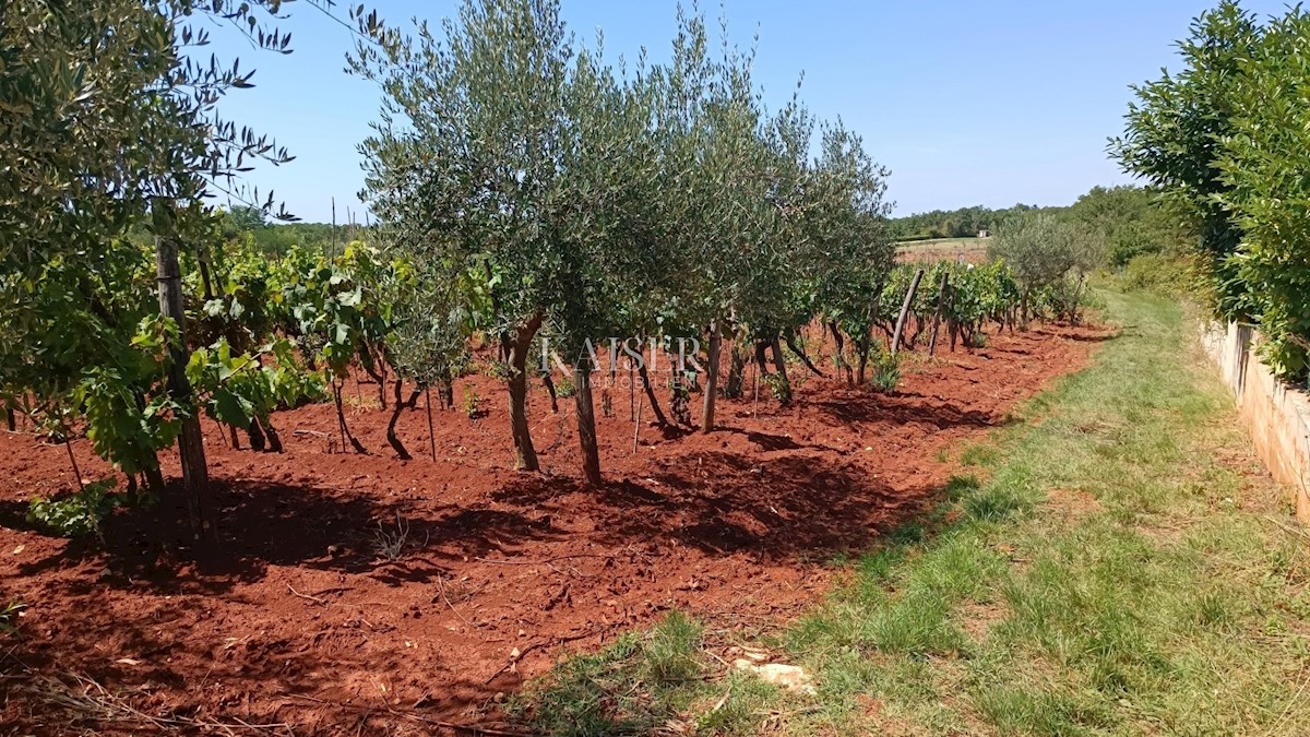 Istria - Baderna - terreno agricolo, 4510 m2