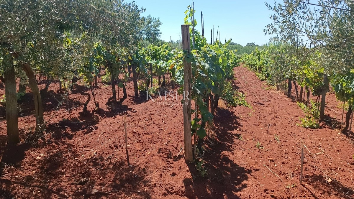 Istria - Baderna - terreno agricolo, 4510 m2