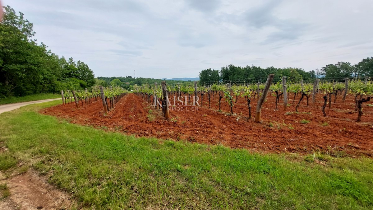 Tenute Vižinada, 90.000m2