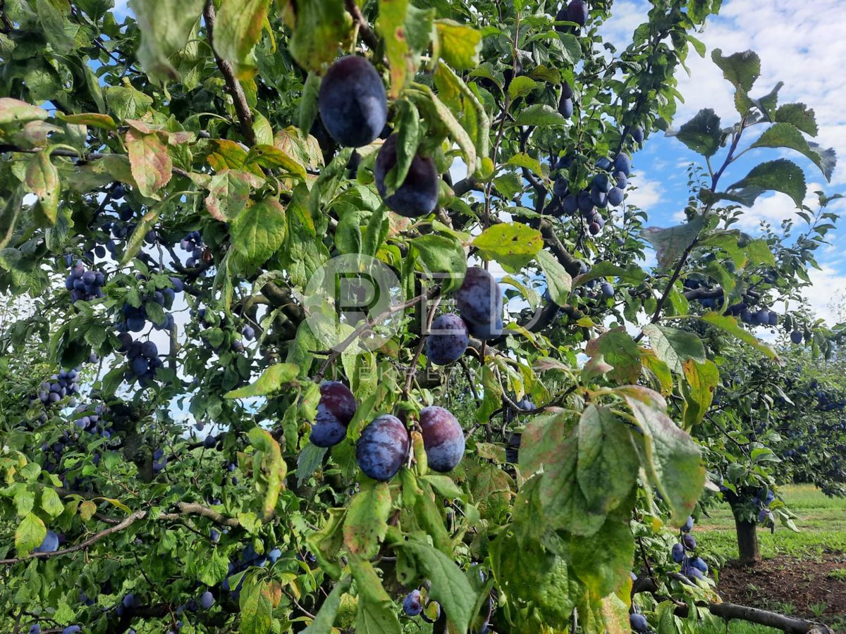 Casa Zmajevac, Kneževi Vinogradi, Imanje u blizini Zmajevca - Baranja, 44m2