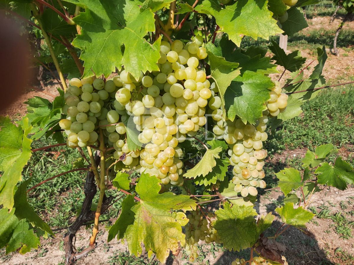 Casa Zmajevac, Kneževi Vinogradi, Imanje u blizini Zmajevca - Baranja, 44m2