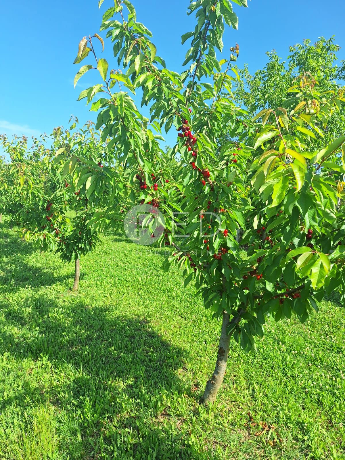 Casa Zmajevac, Kneževi Vinogradi, Imanje u blizini Zmajevca - Baranja, 44m2