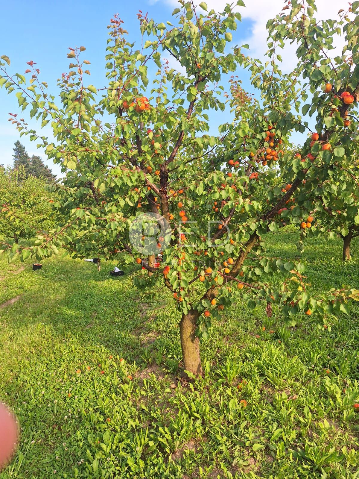Casa Zmajevac, Kneževi Vinogradi, Imanje u blizini Zmajevca - Baranja, 44m2