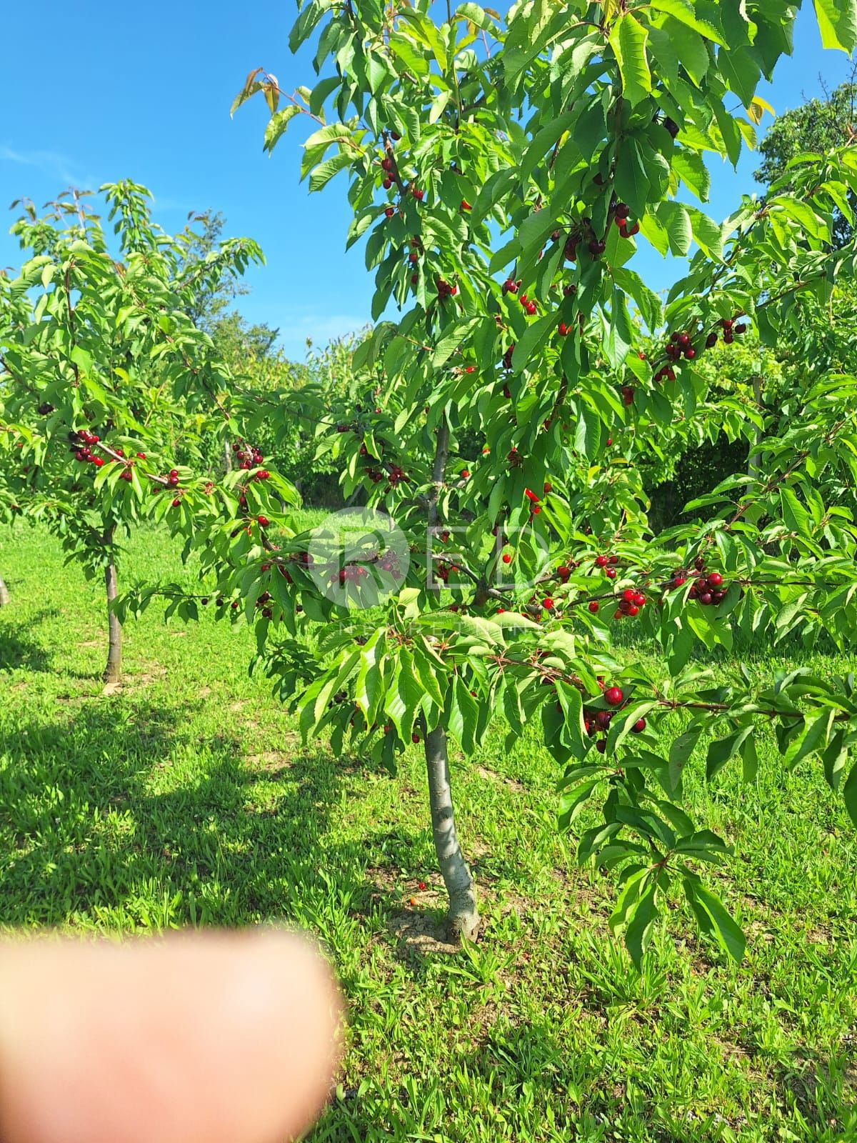 Casa Zmajevac, Kneževi Vinogradi, Imanje u blizini Zmajevca - Baranja, 44m2