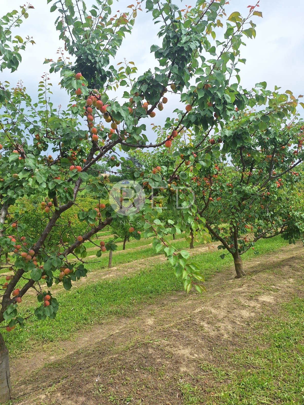 Casa Zmajevac, Kneževi Vinogradi, Imanje u blizini Zmajevca - Baranja, 44m2