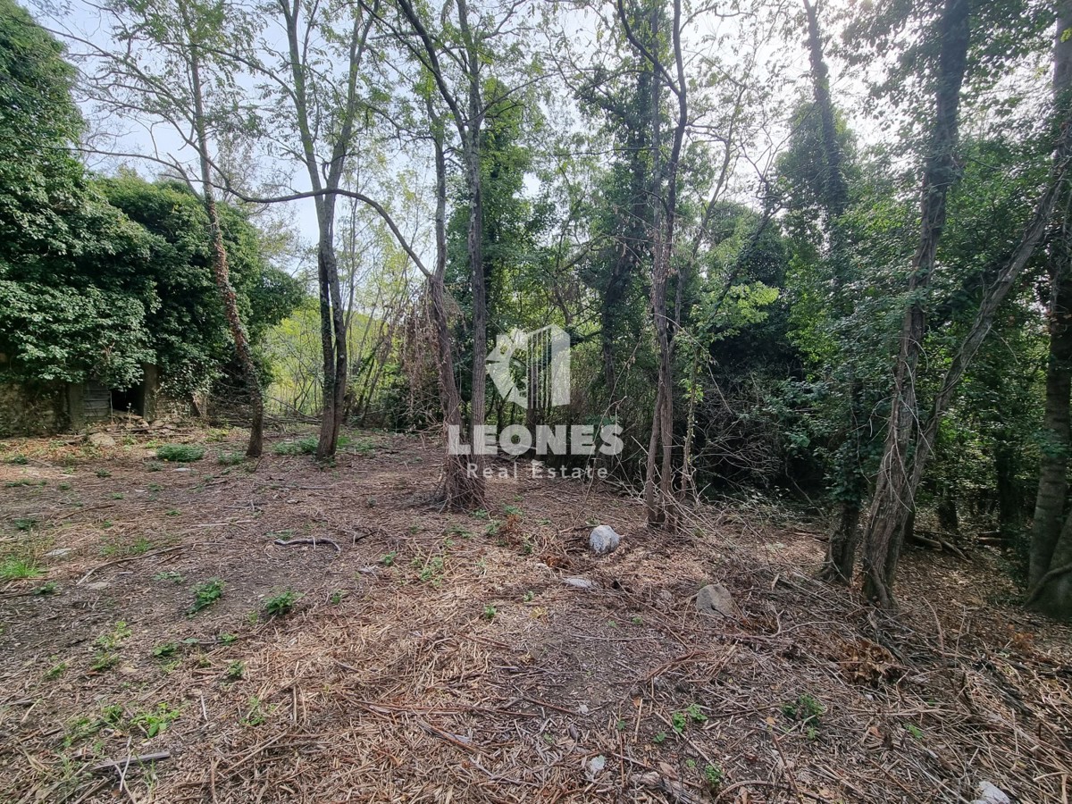 Casa in pietra in rovina circondata dalla foresta vicino a Buje, Krasica
