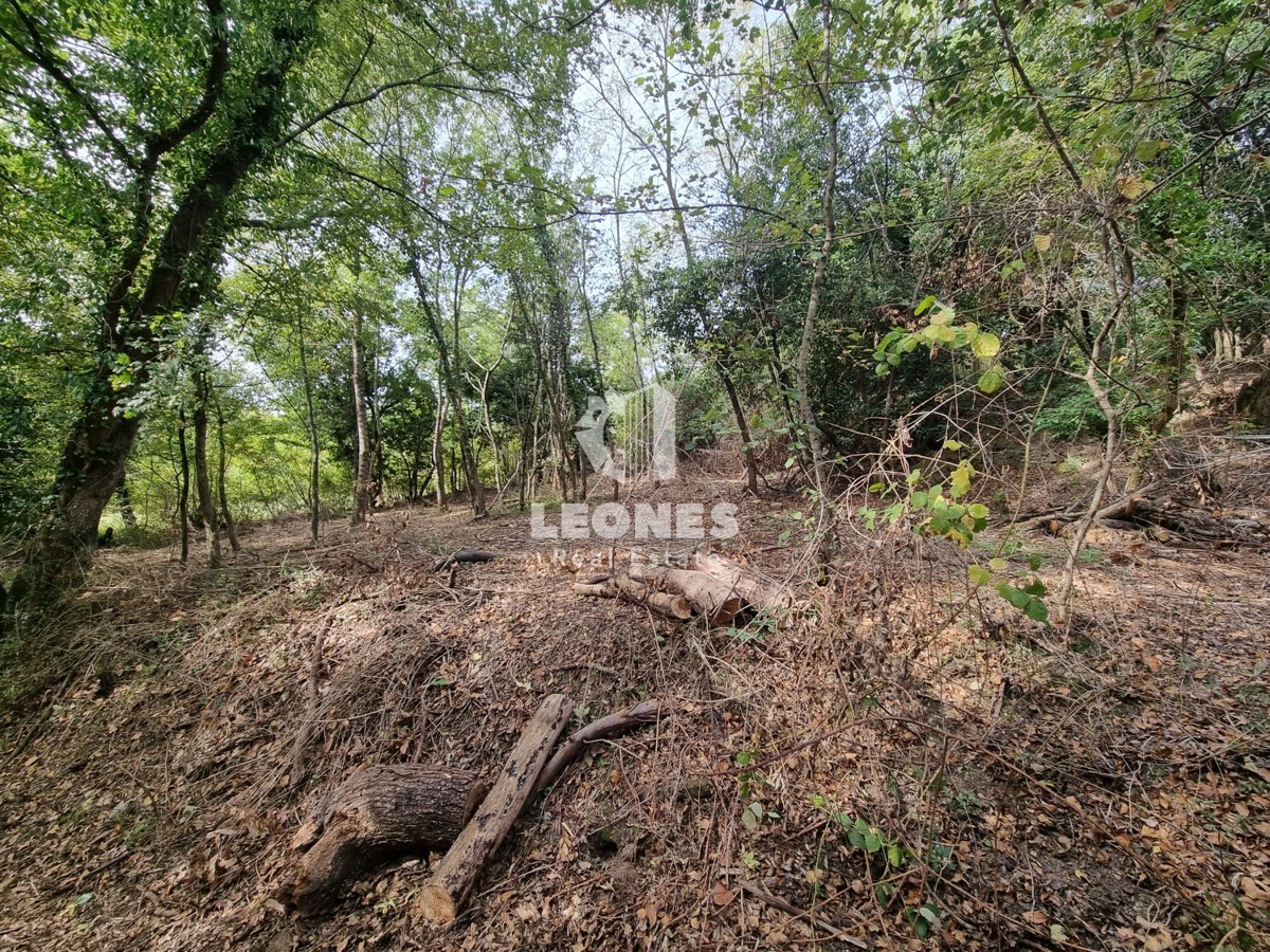 Casa in pietra in rovina circondata dalla foresta vicino a Buje, Krasica