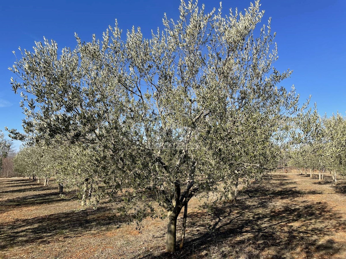 Terreno Labinci, Kaštelir-Labinci, 8,84m2