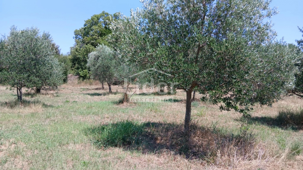 Terreno Rovinj, 12.786m2