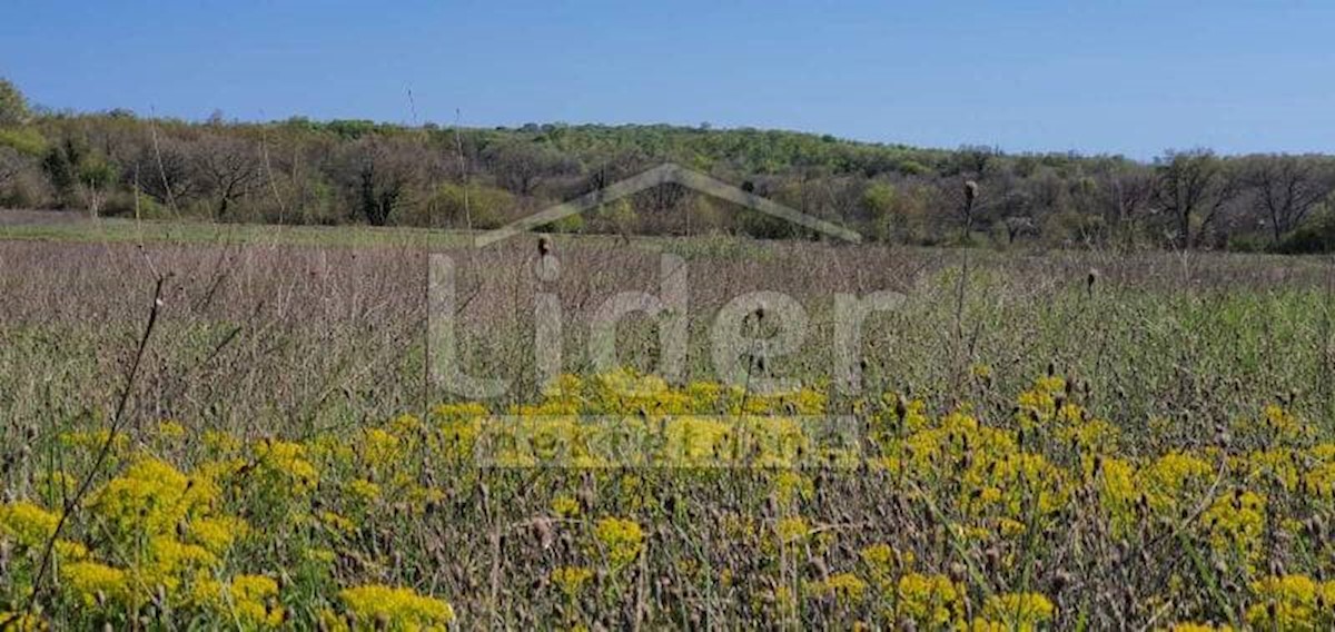 Terreno Čabrunići, Svetvinčenat, 30.000m2