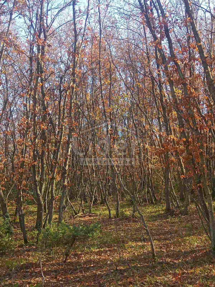 Terreno Vodnjan, 68.000m2