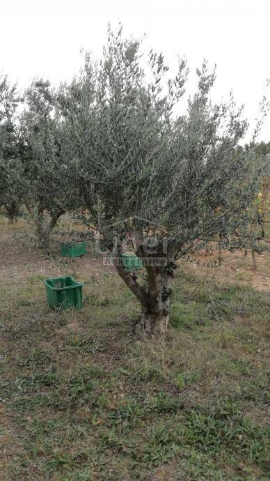 Terreno Juršići, Svetvinčenat, 2.450m2