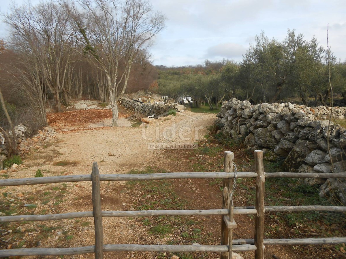 BAJČIĆI (KRK) Oliveto e terreno agricolo