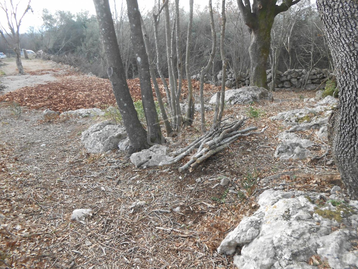 BAJČIĆI (KRK) Oliveto e terreno agricolo