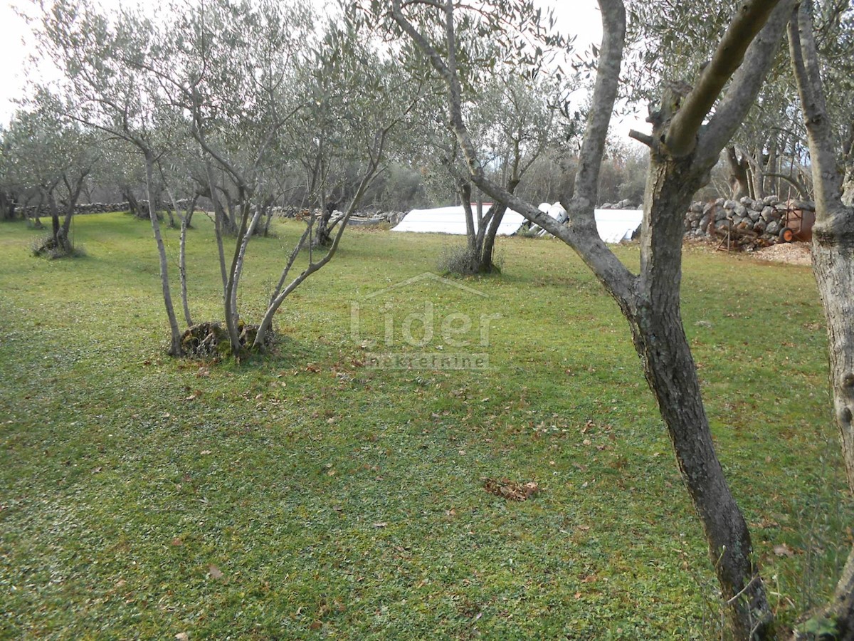 BAJČIĆI (KRK) Oliveto e terreno agricolo