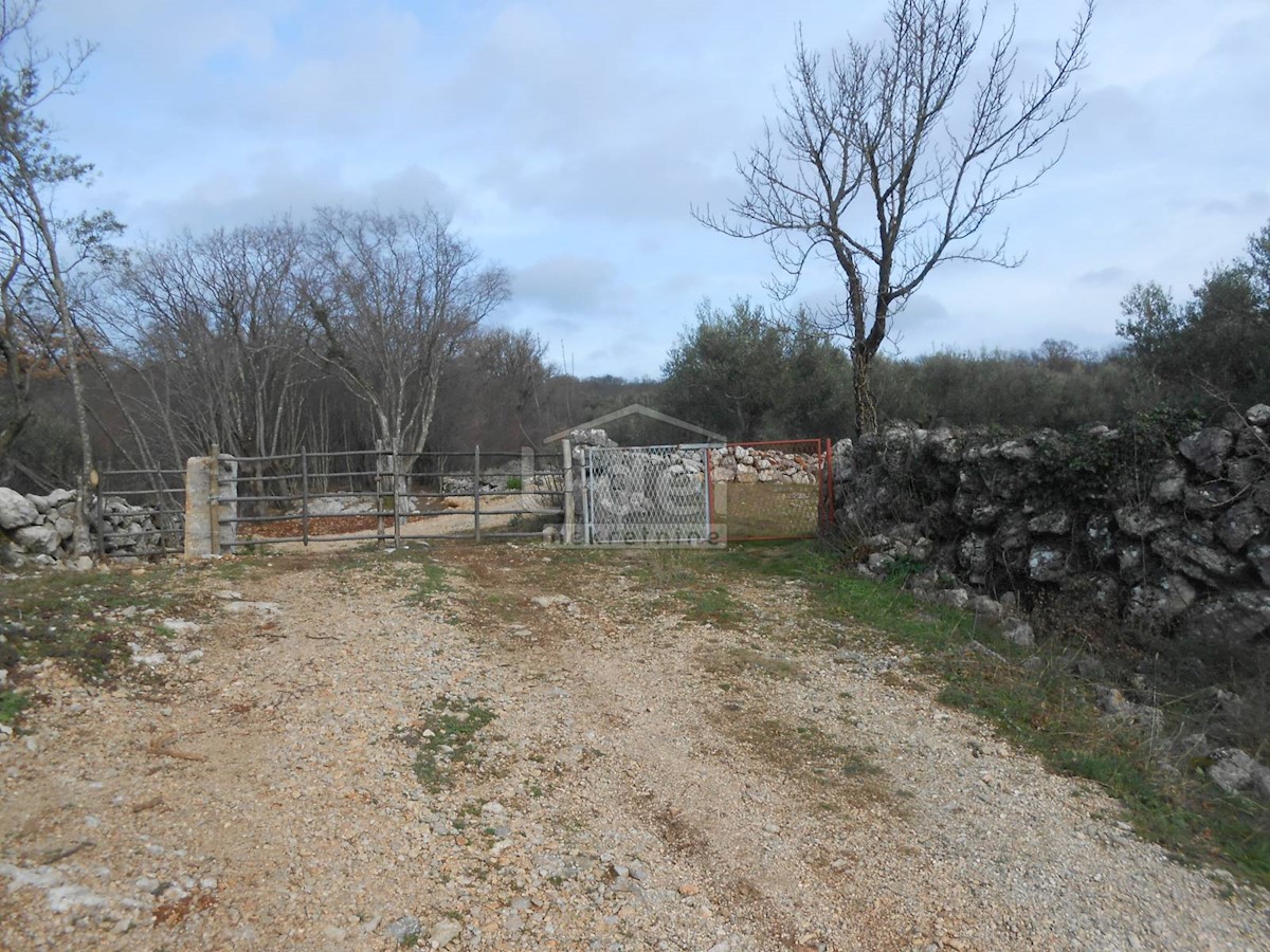 BAJČIĆI (KRK) Oliveto e terreno agricolo