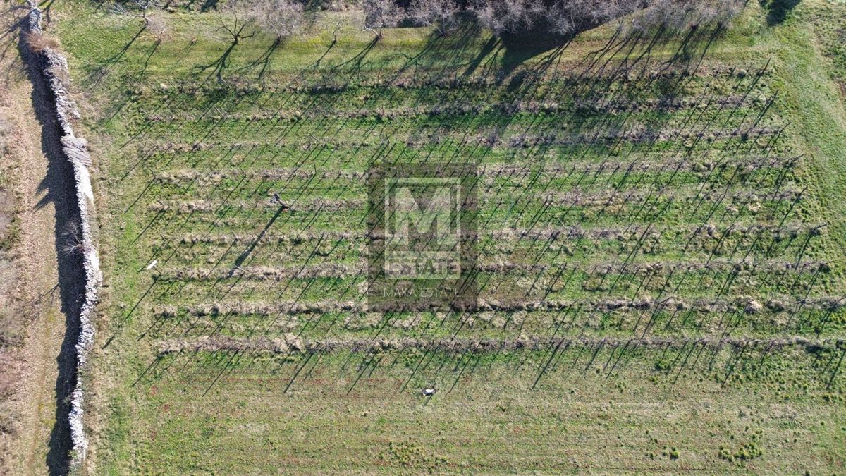 Parenzo, dintorni, Terreno edificabile alla fine del paese