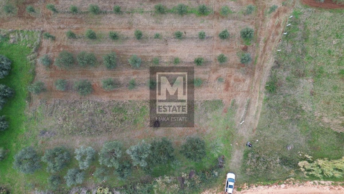 Parenzo, dintorni, terreno non edificabile, uliveto