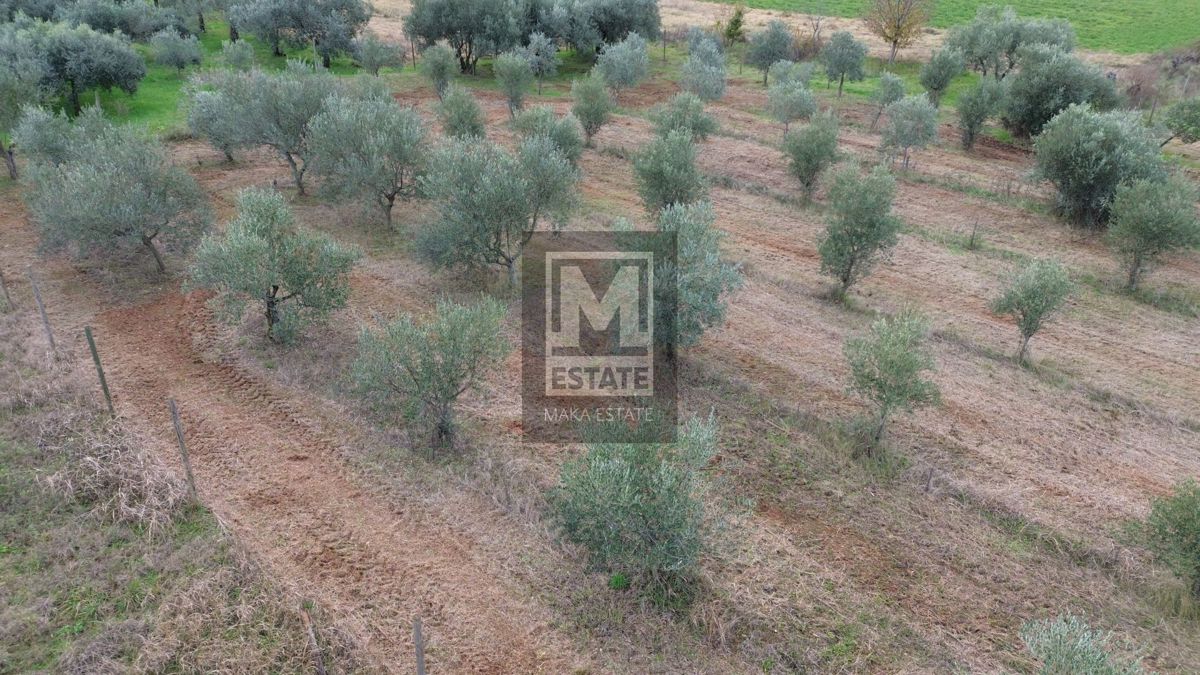 Parenzo, dintorni, terreno non edificabile, uliveto