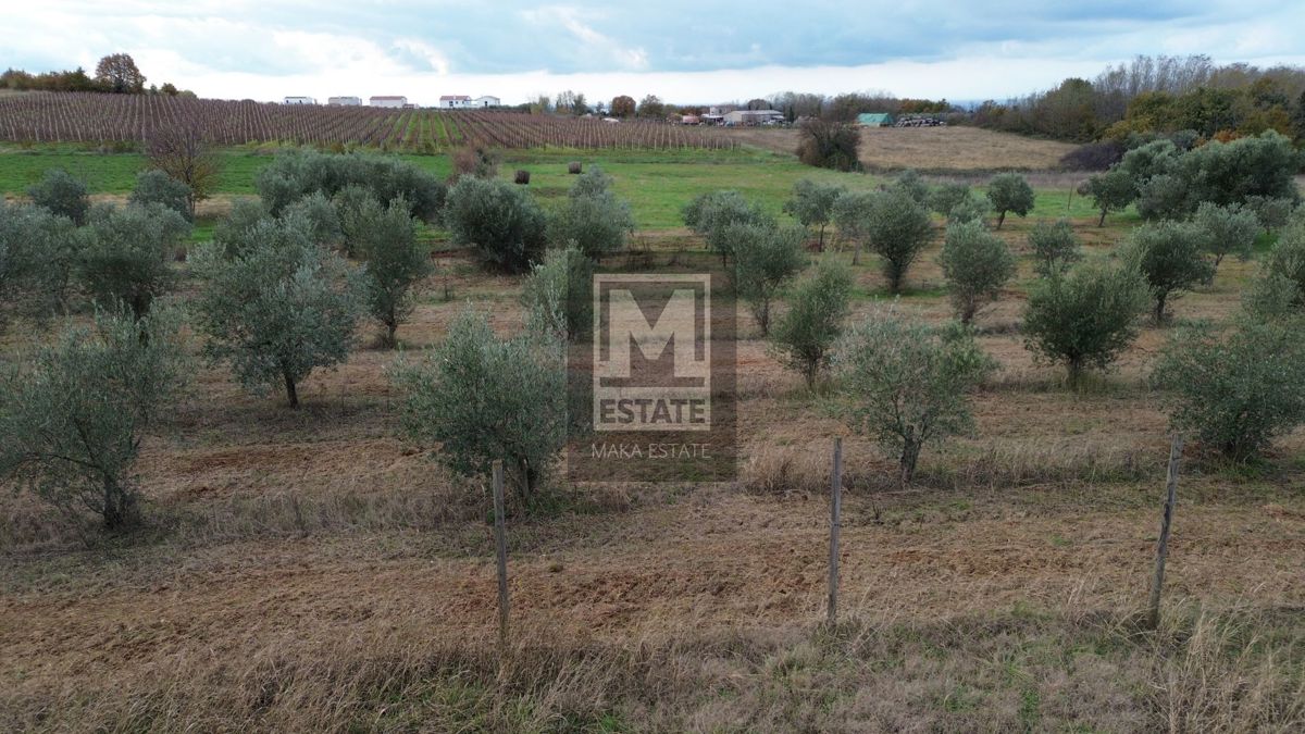 Parenzo, dintorni, terreno non edificabile, uliveto