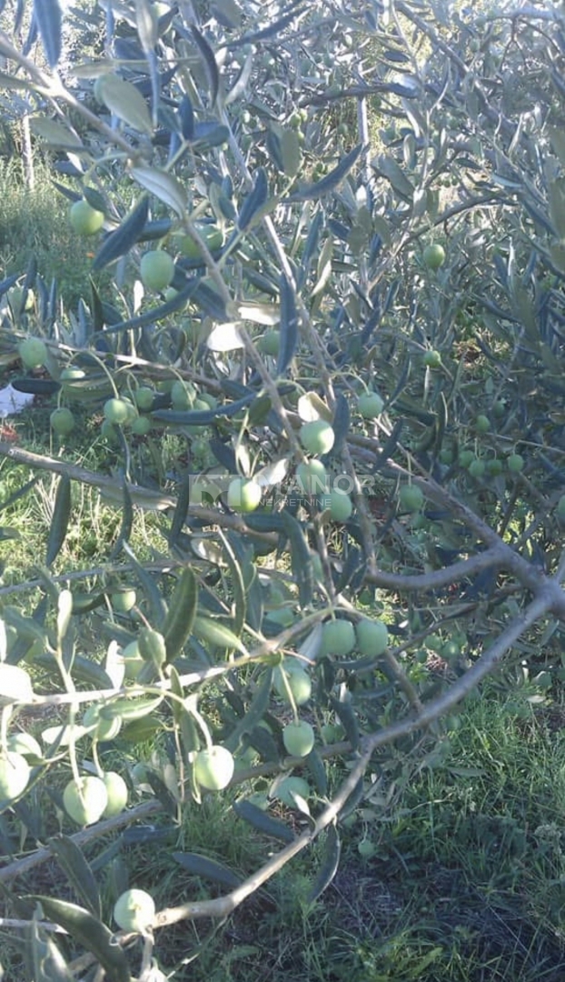 Terreno Oprtalj, 1.850m2