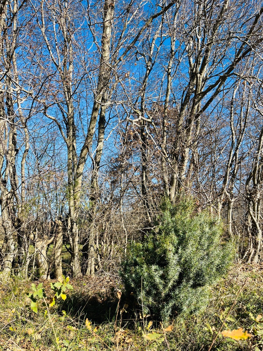 Istria - building plot, your Mediterranean escape!