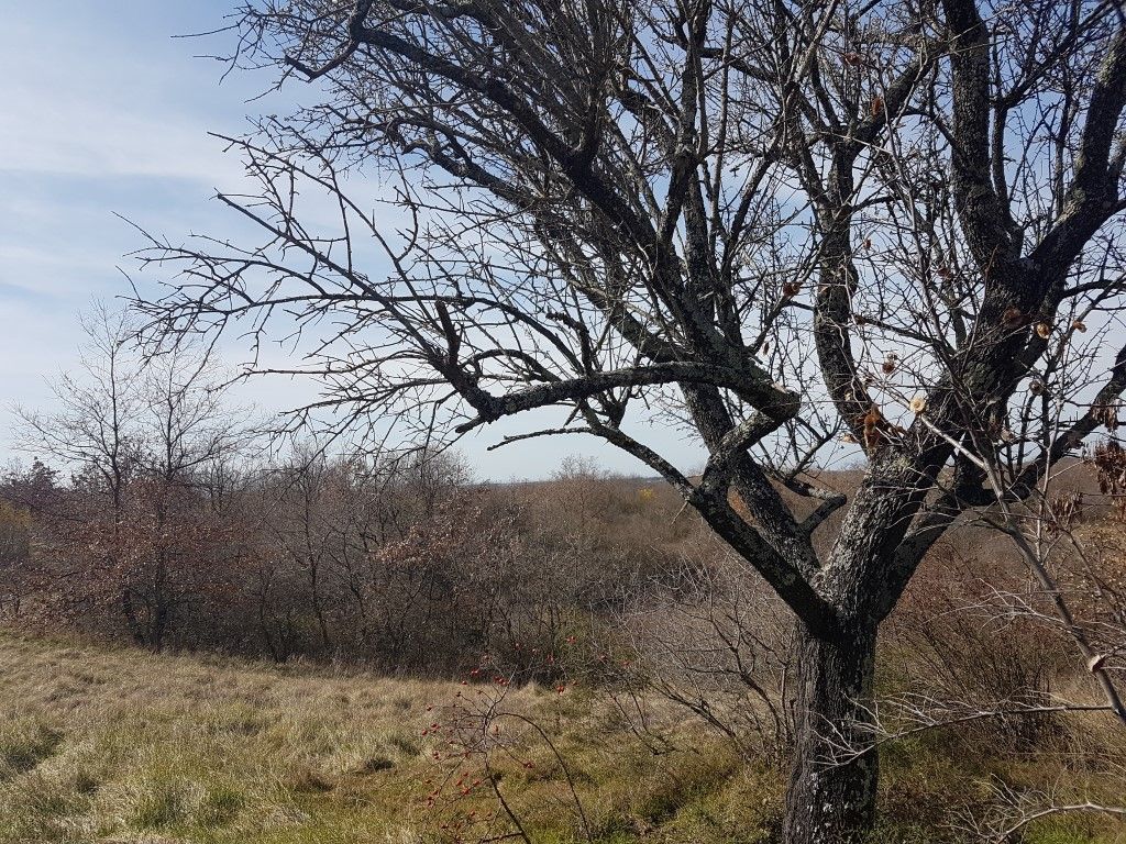 Dintorni Dignano Una grande tenuta rurale con oggetti in pietra e vista sul mare