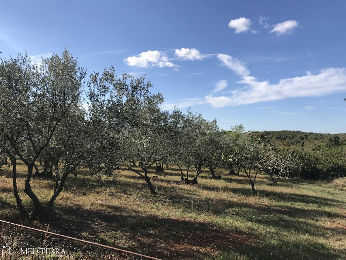 Terreno edificabile 3000m2, con vista mare, a 10 km da Cittanova, Istria