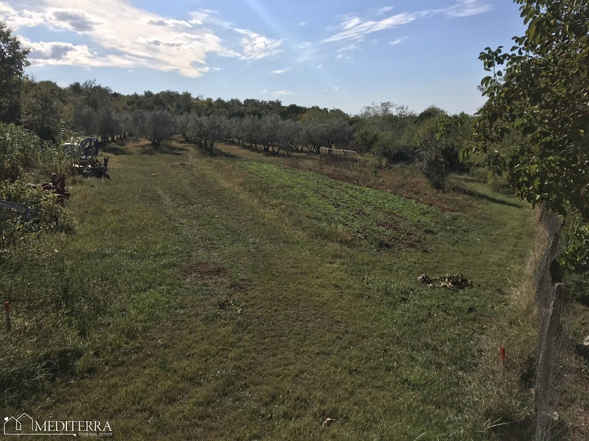 Terreno edificabile 3000m2, con vista mare, a 10 km da Cittanova, Istria