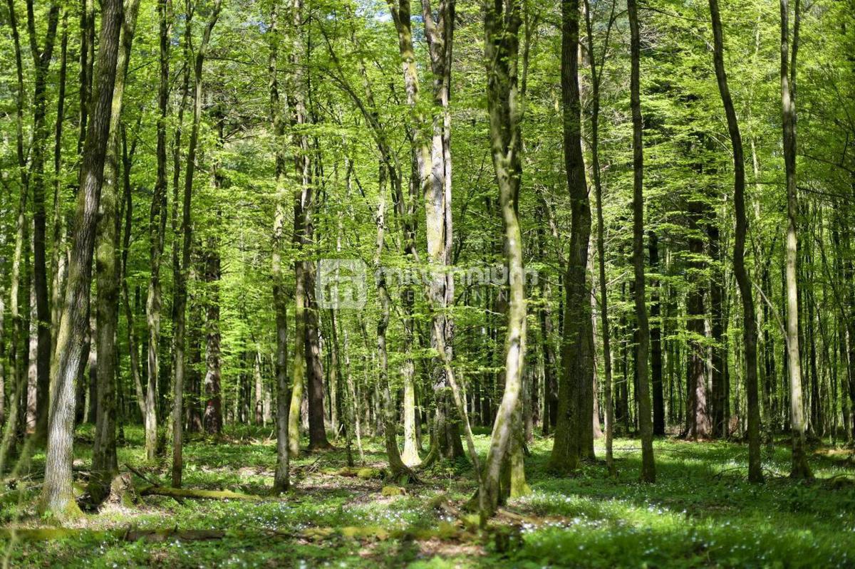 Terreno Ogulin, 17.425m2