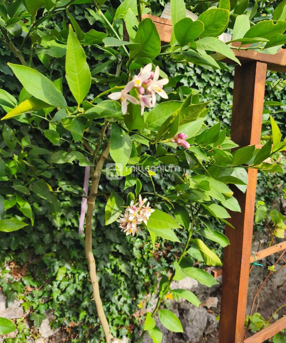 Appartamento Grižane-Belgrad, Vinodolska Općina, 36m2