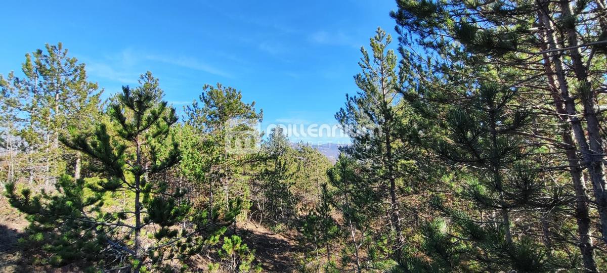 Terreno Paz, Cerovlje, 213.562m2