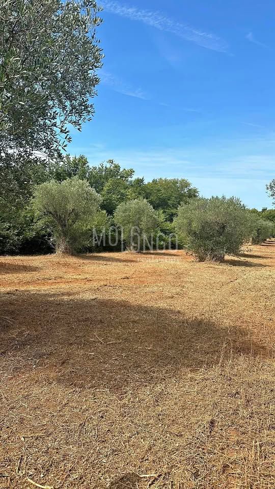Terreno Bale, 3.000m2