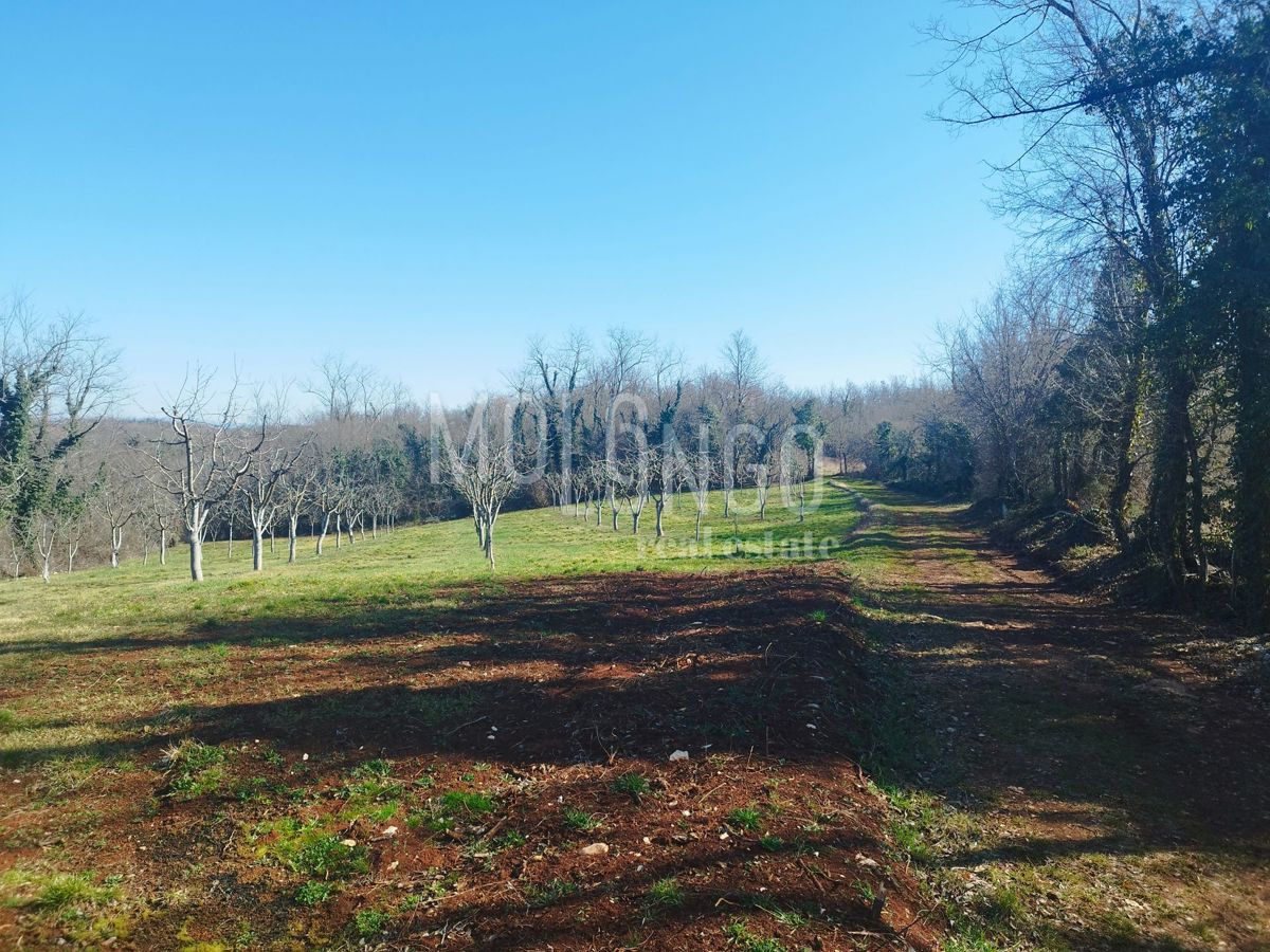 Terreno Višnjan, 3.676m2