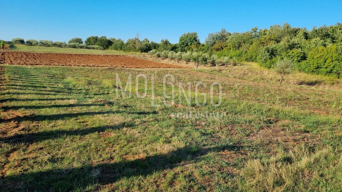 Terreno Medvidići, Sveti Lovreč, 544m2