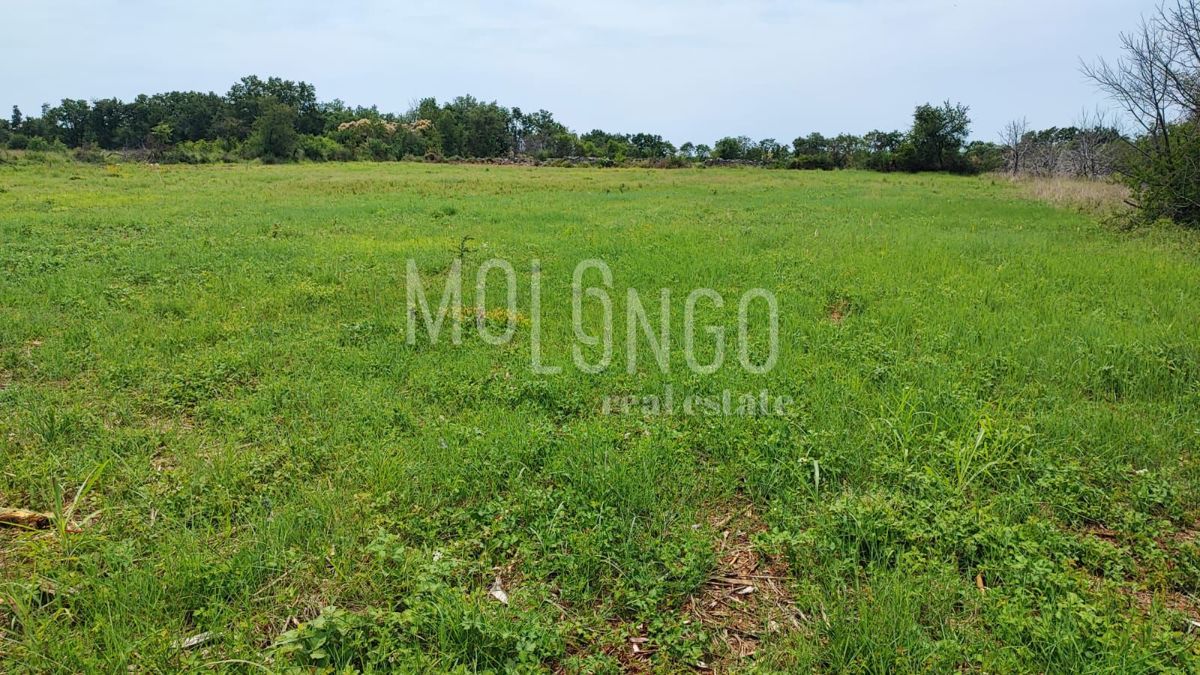 Terreno Kršete, Buje, 49.000m2