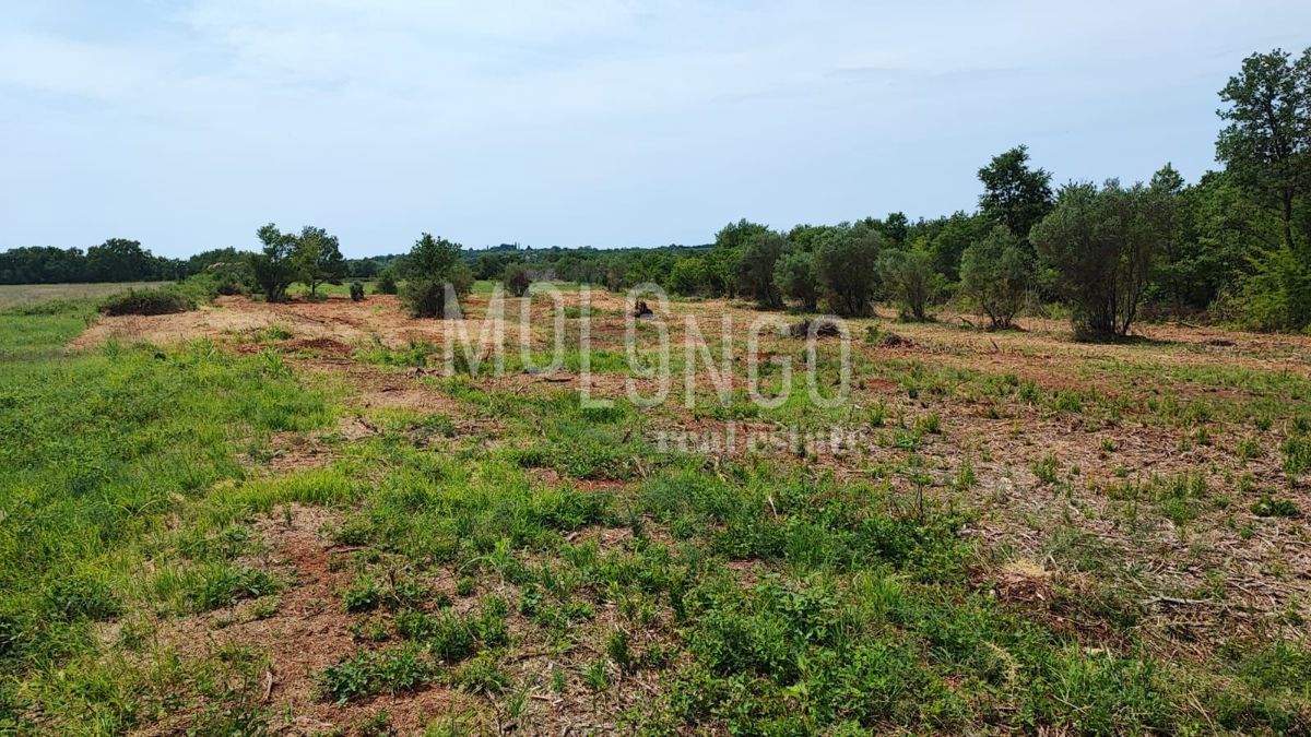 Terreno Kršete, Buje, 49.000m2
