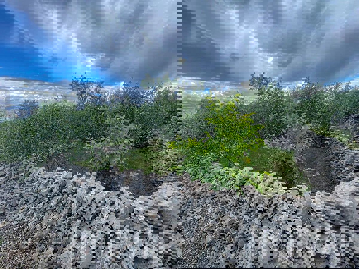 Casa bifamiliare, fattoria e uliveto sul mare a Hvar