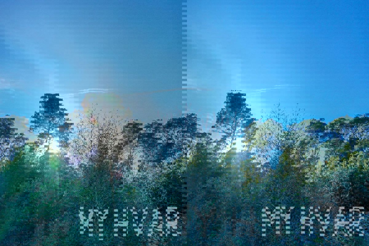 Uliveto e vigneto con casa