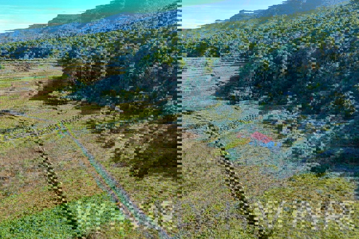 Uliveto e vigneto con casa