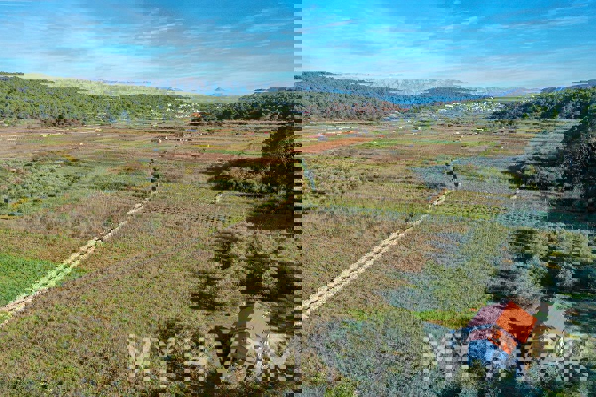 Uliveto e vigneto con casa