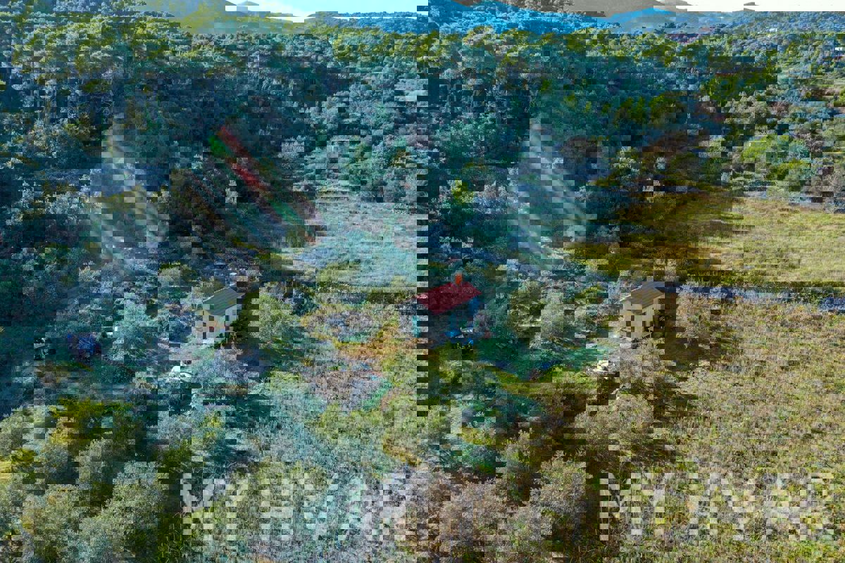 Uliveto e vigneto con casa