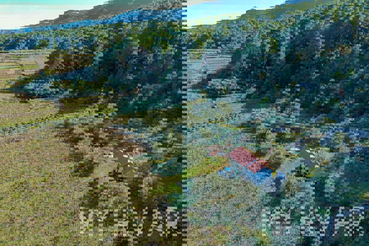 Uliveto e vigneto con casa