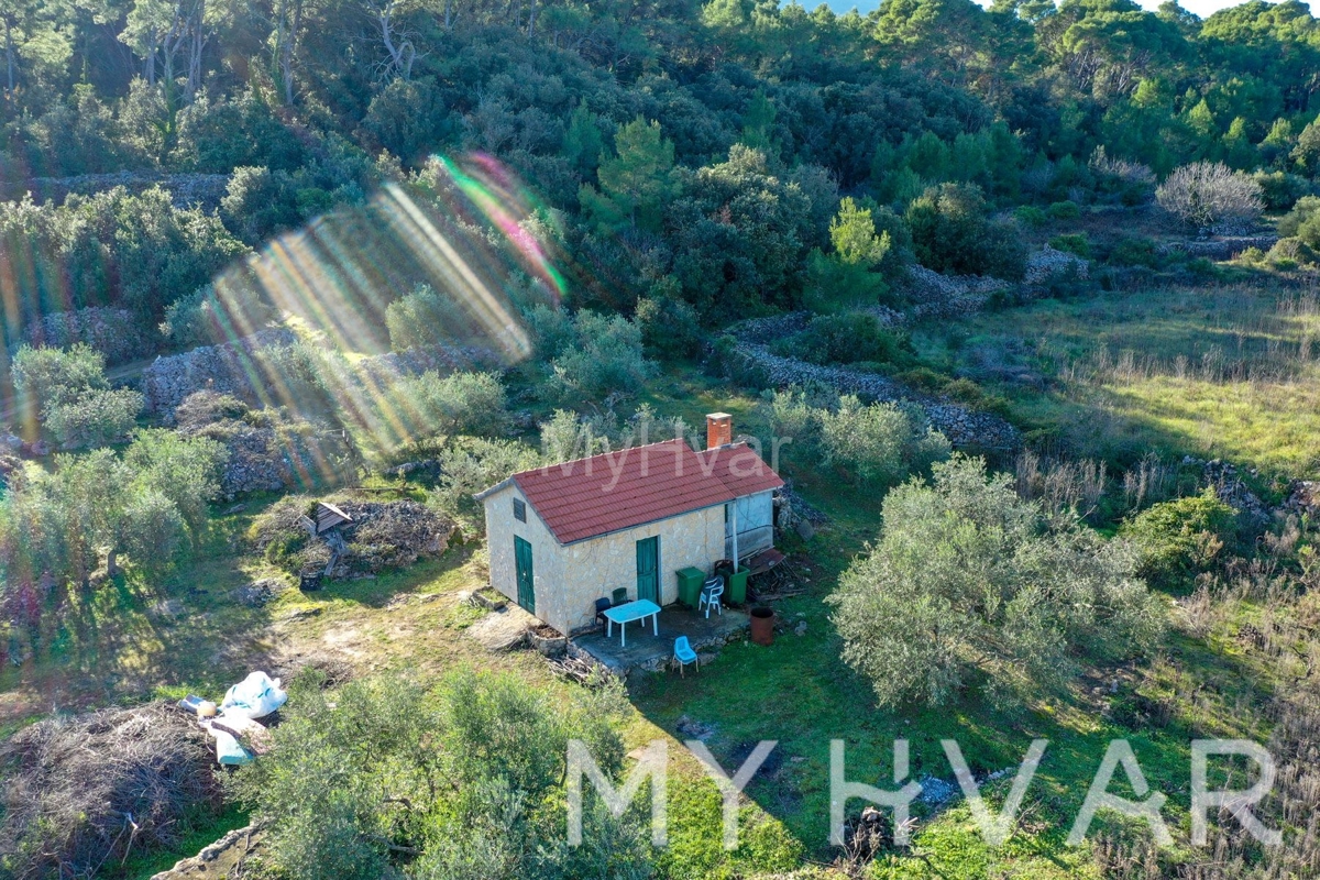 Uliveto e vigneto con casa