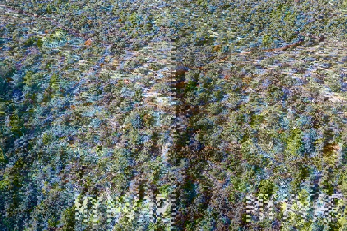 Uliveto nella baia di Pokrivenik